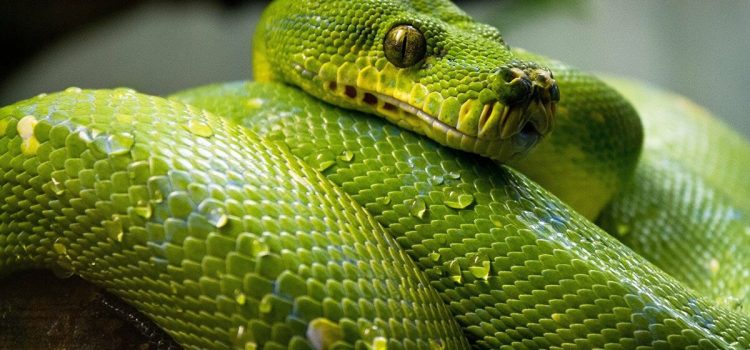 Pandémie Covid-19 : le serpent est-il en train de se mordre la queue ?