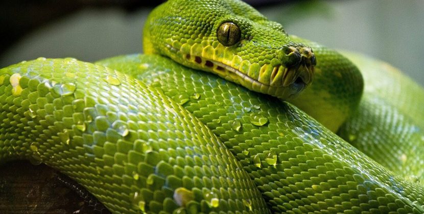 Pandémie Covid-19 : le serpent est-il en train de se mordre la queue ?