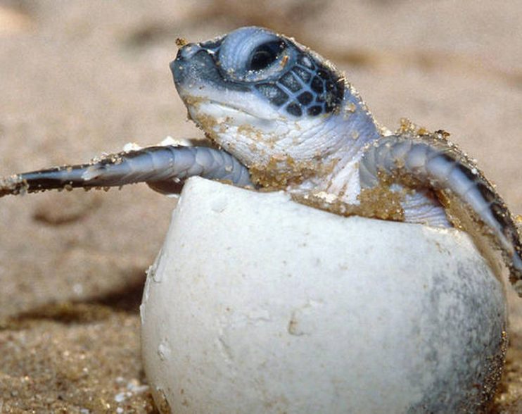 Confinement : une espèce rare de tortue s’épanouit en Thaïlande